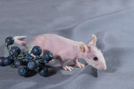 small rats with a berry on a gray backgroundの写真素材