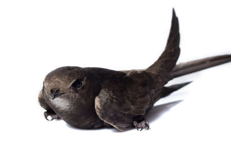 bird black swift on hand with white backgroundの写真素材