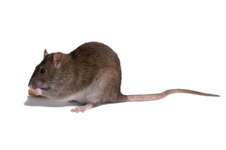rat close up isolate on white backgroundの写真素材