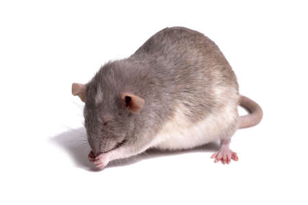 rat close up isolate on white backgroundの写真素材