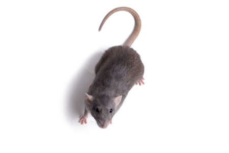 rat close up isolate on white backgroundの写真素材