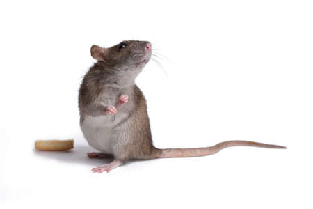 rat close up isolate on white backgroundの写真素材