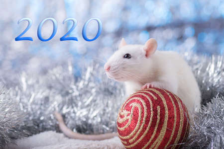 Happy New Year! Symbol of New Year 2020 - white or metal (silver) rat. Cute rat with Christmas decoratedのeditorial素材