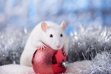 Happy New Year! Symbol of New Year 2020 - white or metal (silver) rat. Cute rat with Christmas decoratedのeditorial素材