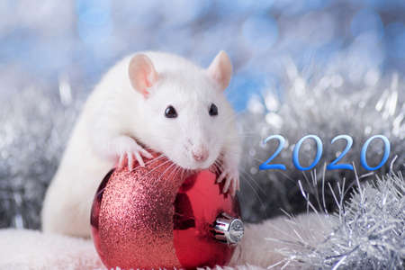 Happy New Year! Symbol of New Year 2020 - white or metal (silver) rat. Cute rat with Christmas decoratedのeditorial素材