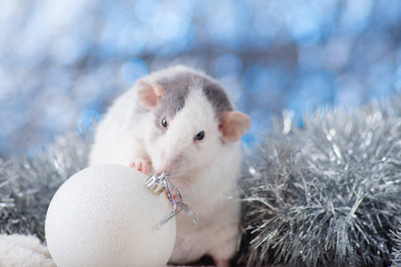 New Year concept. Cute white domestic rat in a New Year's decor. Symbol of the year 2020 is a rat....