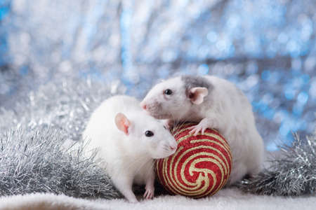 New Year concept. Cute white domestic rat in a New Year's decor. Symbol of the year 2020 is a rat. Gifts, toys, garlands, Christmas tree branchesの写真素材