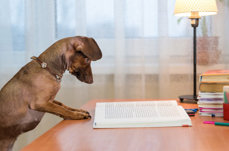 dwarf dachshund reading a book at the table.の写真素材