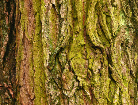 Old poplar bark with yellow-green moss