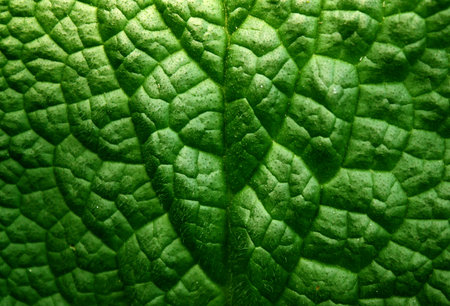 Green leaf background texture