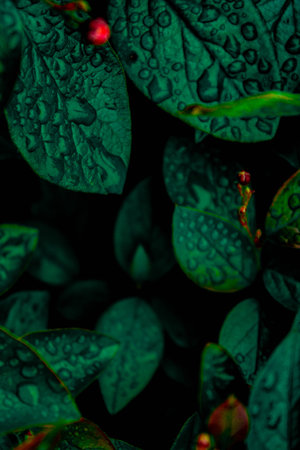background of leaves, green leaves, shrub, backgrou