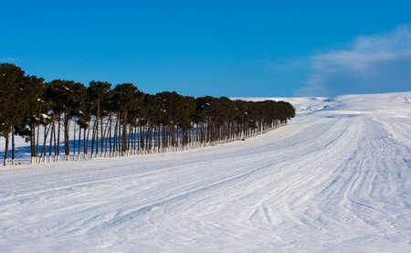 Trees in the snow-covered fieldの写真素材