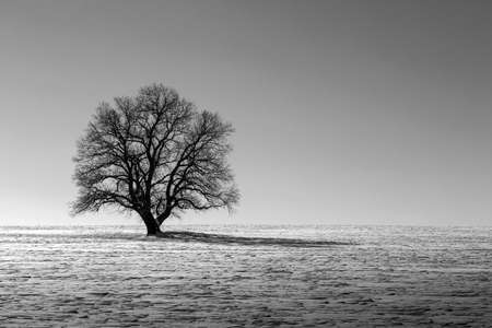 lonely tree in a snowy fieldの写真素材