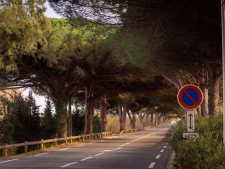 scenic highway with huge trees running a in Saint-Agulf, Franceの写真素材