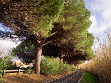 The scenic bike track that goes along the highway in Saint-Aygulf, Franceの写真素材