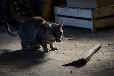 a cat with a mouse in his mouthの写真素材
