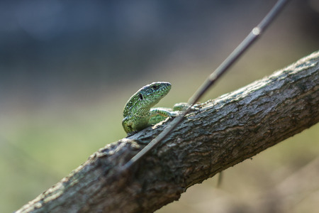 Tree lizard stay on the living woodの写真素材