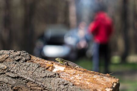 Tree lizard stay on the old woodの写真素材
