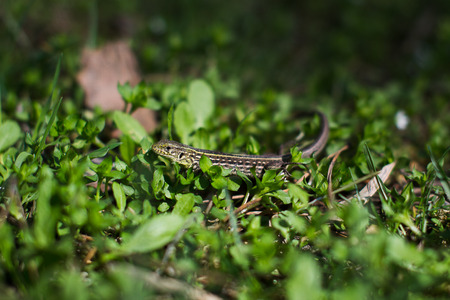Green striped and spotted a lizard in the grassの写真素材
