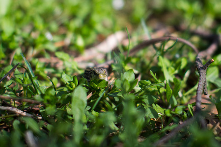 Green striped and spotted a lizard in the grassの写真素材