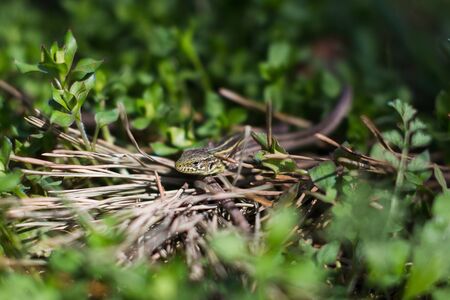 Green striped and spotted a lizard in the grassの写真素材
