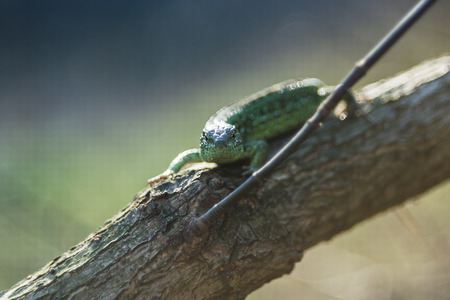 Tree lizard stay on the living woodの写真素材