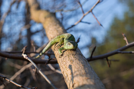 Tree lizard stay on the living woodの写真素材