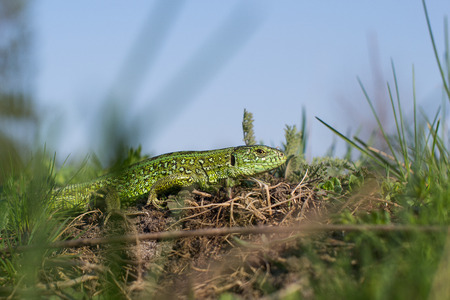 Green striped and spotted a lizard in the grassの写真素材