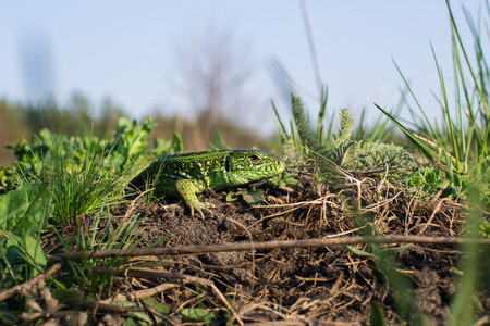 Green striped and spotted a lizard in the grassの写真素材