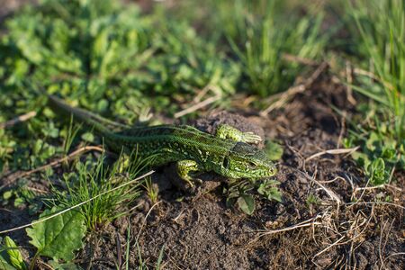 Green striped and spotted a lizard in the grassの写真素材