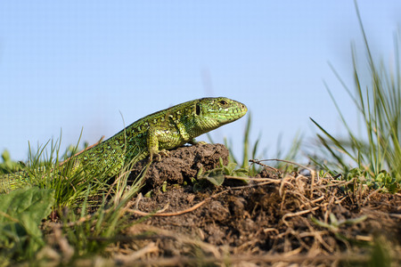 Green striped and spotted a lizard in the grassの写真素材