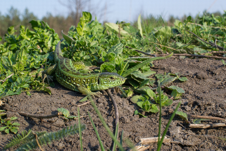 Green striped and spotted a lizard in the grassの写真素材