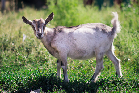 A gray spotted goat on a background of grassの写真素材