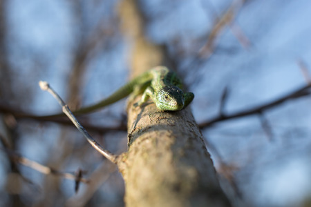 Tree lizard stay on the living woodの写真素材