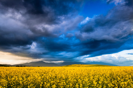 Rapeseed fields with dramatic blue clouds and hills in the background