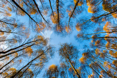 Wide angle shot of birches.の写真素材