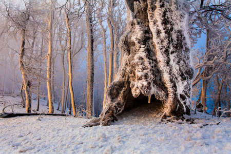 Frosty old hollow oak in a morning sun in a winter forestの写真素材