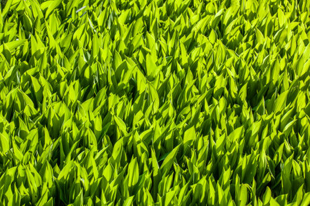 Backlit fresh green leaves pattern