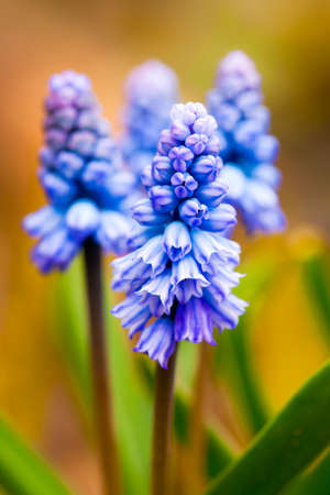 Soft romantic macro shotの写真素材