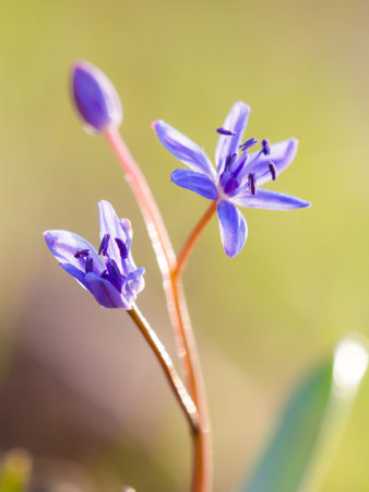 Soft shallow depth of fileld
