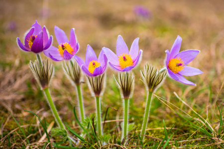 Blossoming Spring flowers