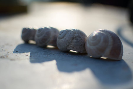 snail shells in a row