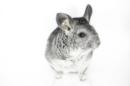 Black chinchilla see white background