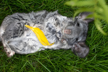 Funny gray rabbit lies on the green grass with a banana in his mouth.の写真素材