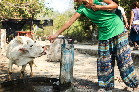 Rishikesh, India - March, 20th, 2015. Indian cow drinks waterのeditorial素材