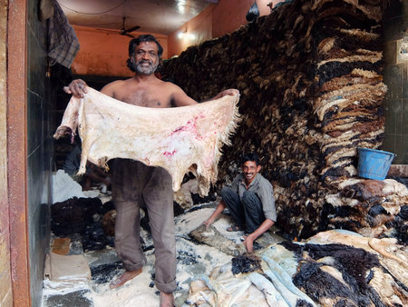 Bangalore, India - November, 19th, 2017. Muslim man with peeled off sheep skin in his hands. Small...
