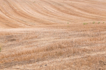 Beautiful agricultural landscape. Sunny day in italian countryside.の写真素材