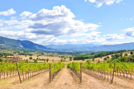 Italian vineyards. Beautiful sunny day in italian countryside.の写真素材