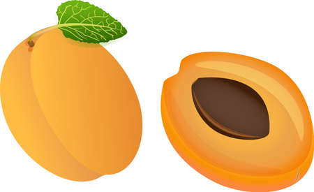 Apricot isolated on white background. Vector illustration of ripe fruit with green leaf.のイラスト素材