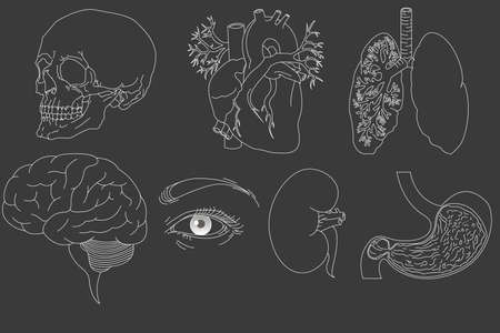 Collecton of isolated  hand drawm human organsの写真素材